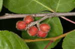 Fragrant sumac